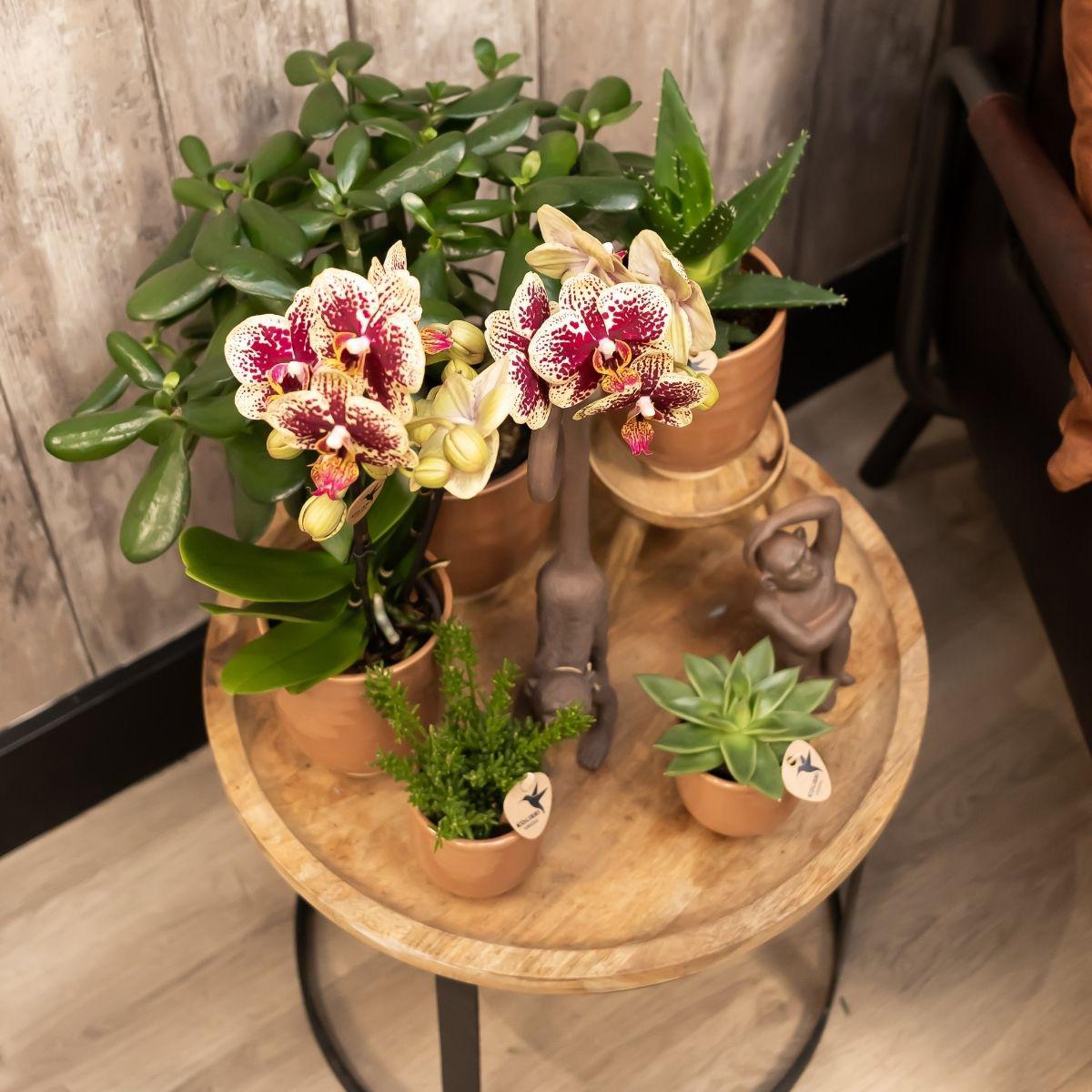 COMBI DEAL van 4 geel rode phalaenopsis orchideeën - Spain - potmaat Ø9cm