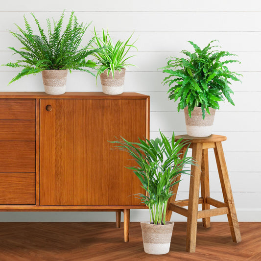 Diervriendelijke plantenset medium