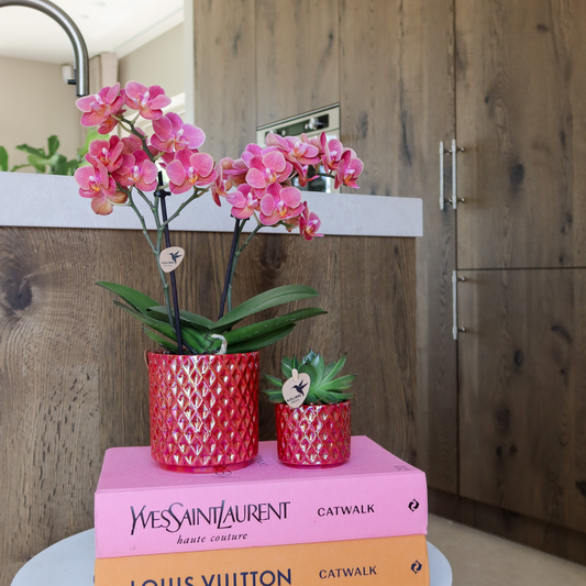 Rode phalaenopsis orchidee Congo + Pearl Pot rood - potmaat Ø9cm