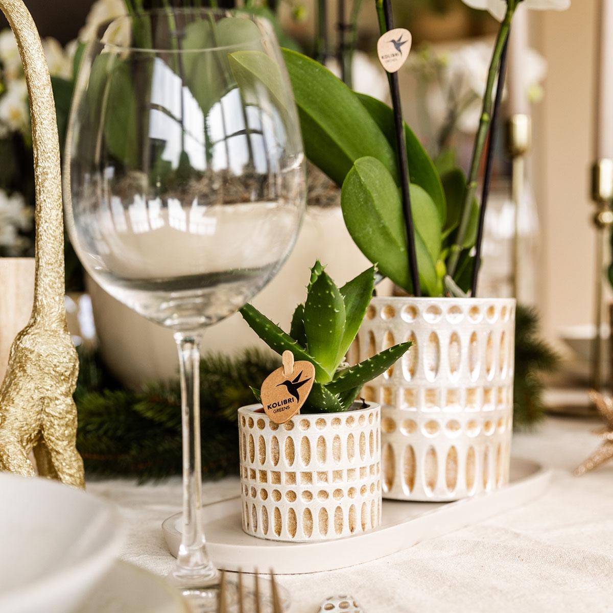 Plantenset Le Chic small