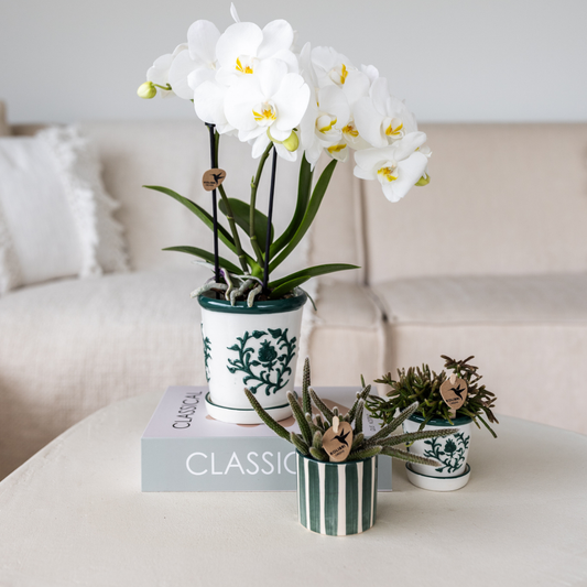 Witte orchidee Amabilis + Malaga sierpot groen - potmaat Ø9cm