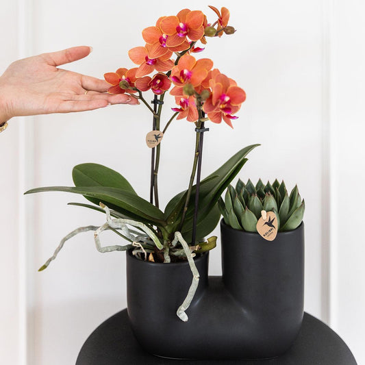 Set van oranje orchidee Bolzano en succulent in Tube sierpot black - potmaat Ø9cm