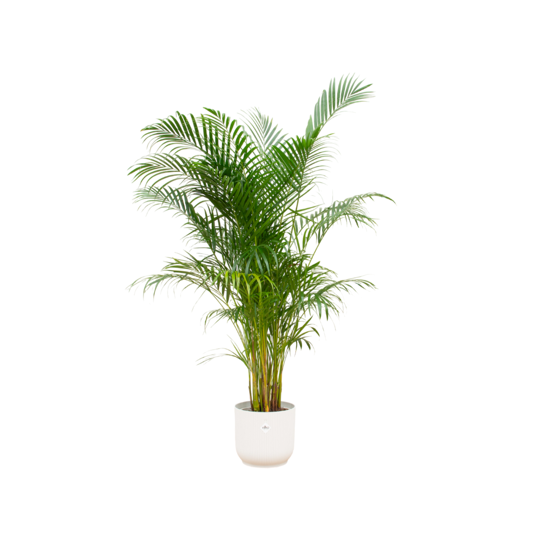 Areca palm inclusief elho Vibes Fold Round wit Ø30 - 160 cm