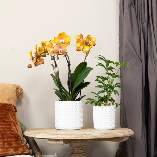 COMBI DEAL van 2 Phalaenopsis orchideeën - Las Vegas - potmaat Ø12cm