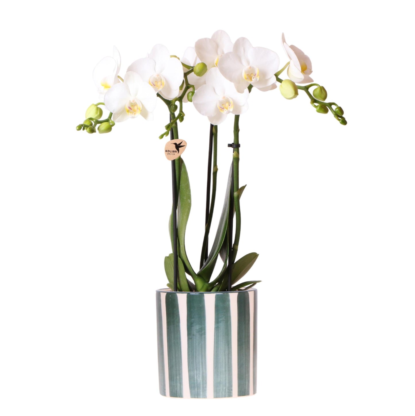 Witte Phalaenopsis orchidee Amabilis + Painted Stripe pot groen - potmaat Ø9cm