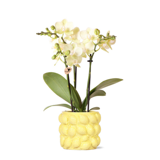 Gele Phalaenopsis orchidee - Mexico + Citrus sierpot yellow - potmaat Ø9cm