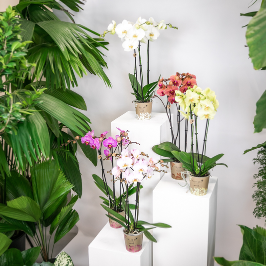 Verrassingsbox met 4 verschillende orchideeën 12cm