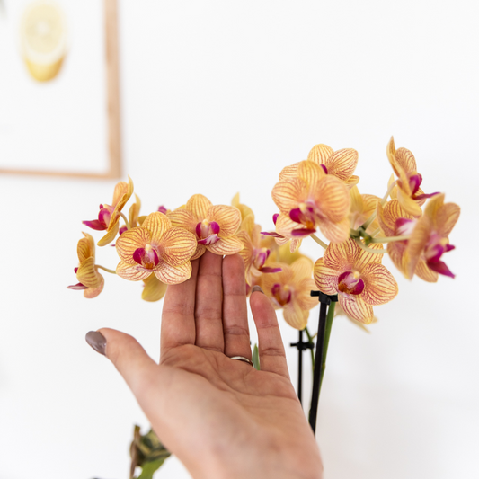 Oranje Phalaenopsis orchidee - Jamaica + Painted Stripe pot oranje - potmaat Ø9cm