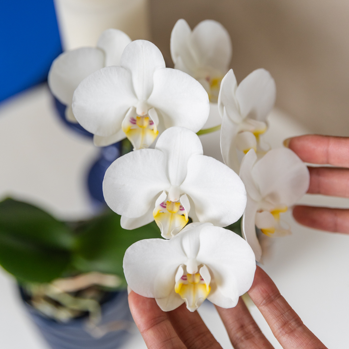 Witte orchidee Amabilis + Candy sierpot blauw - potmaat Ø9cm