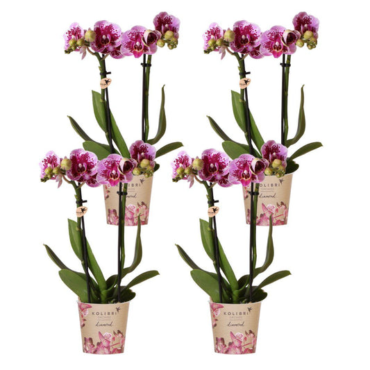 COMBI DEAL van 4 roze paarse phalaenopsis orchideeën - El Salvador - potmaat Ø9cm