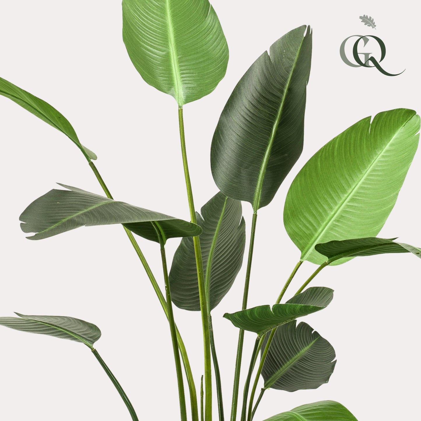 Kunstplant - Strelitzia Nicolai - 230cm