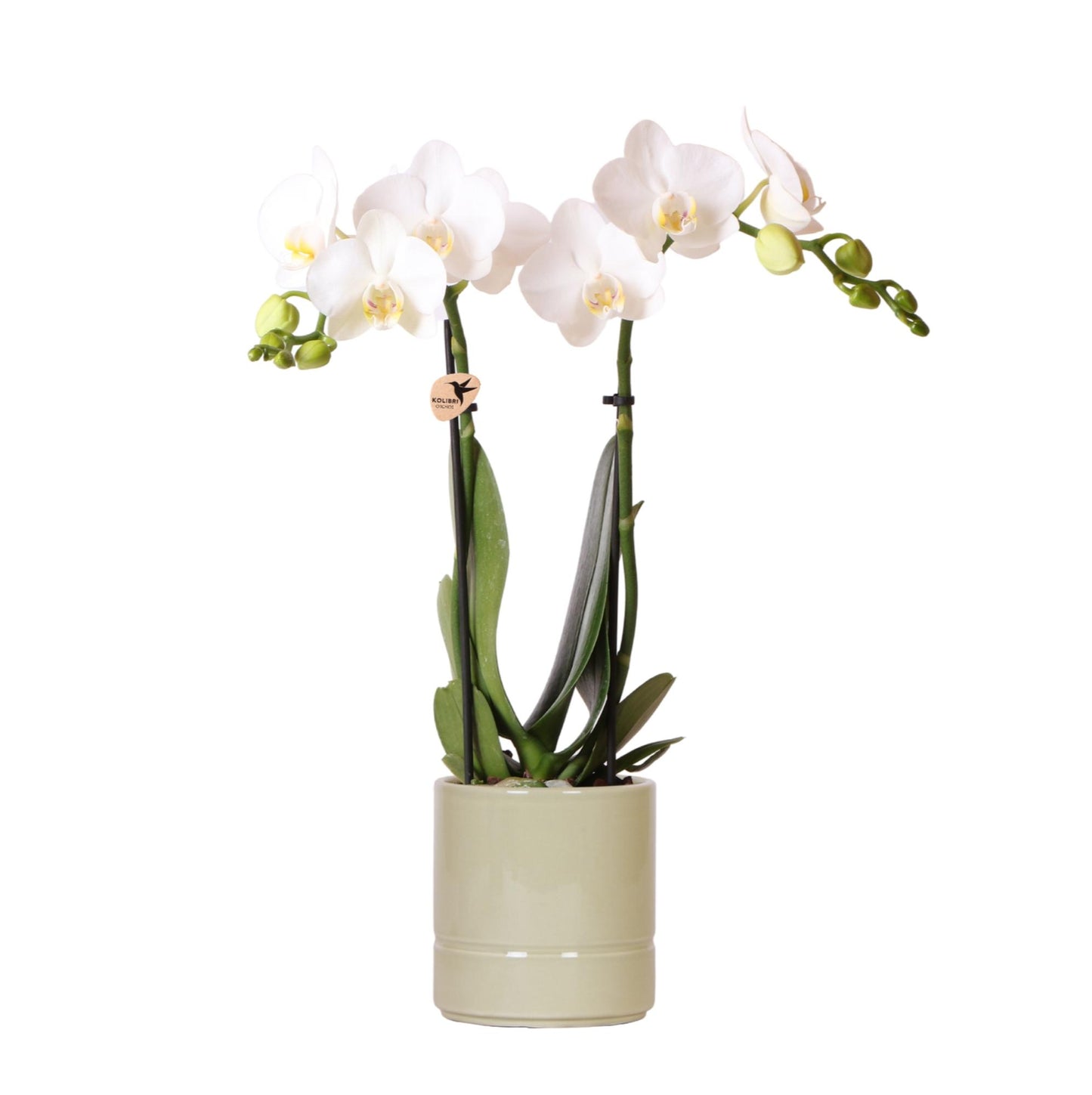 Witte Phalaenopsis orchidee - Amabilis + Pastel pot green- potmaat Ø9cm