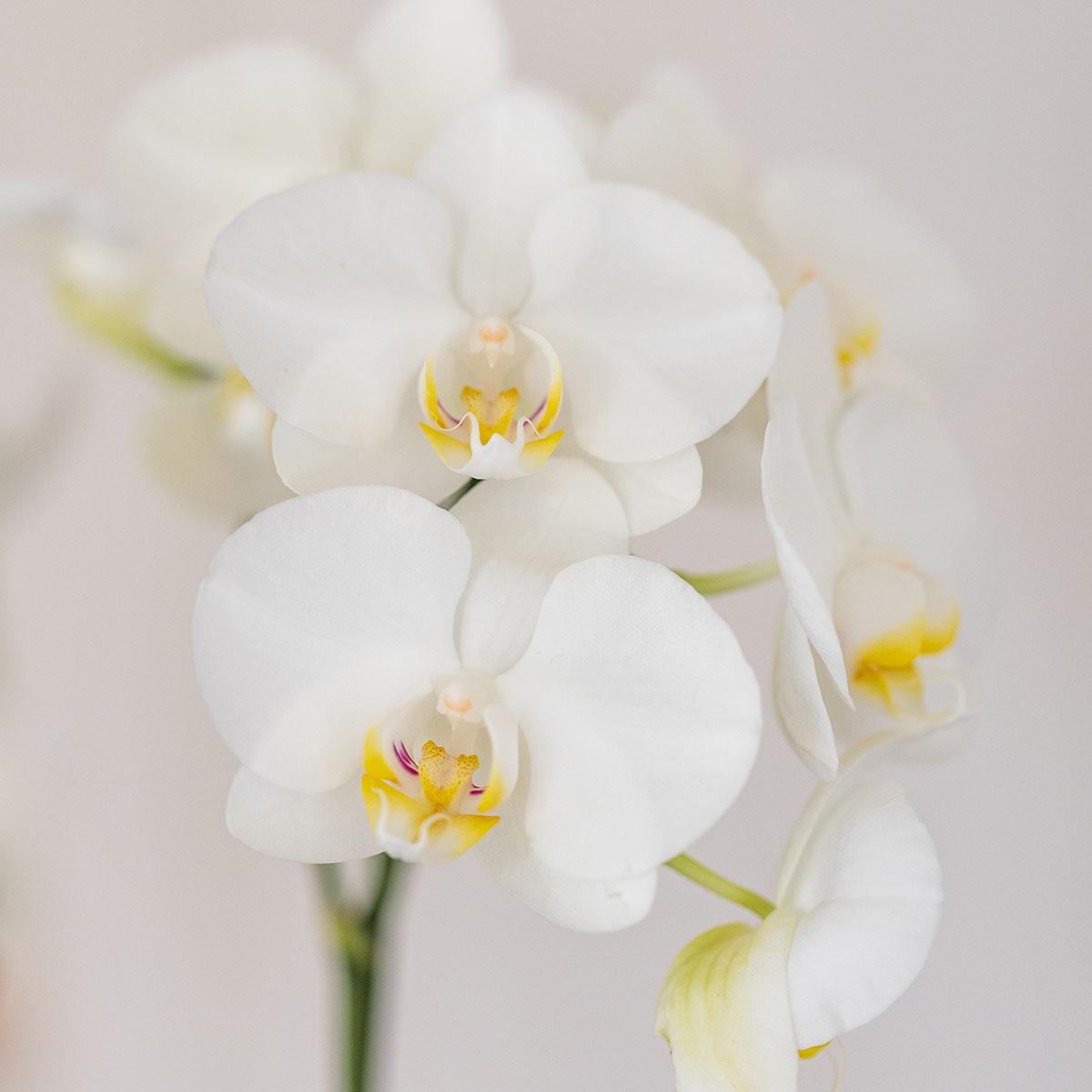 Witte orchidee Amabilis + Candy sierpot blauw - potmaat Ø9cm