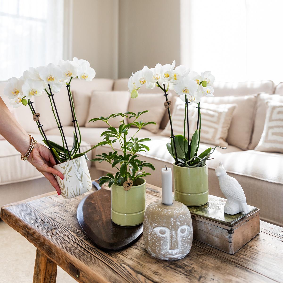 Witte Phalaenopsis orchidee - Amabilis + Pastel pot green- potmaat Ø9cm