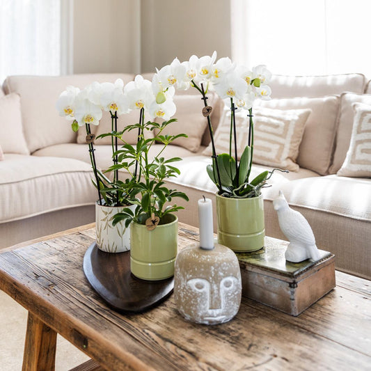 Witte Phalaenopsis orchidee - Amabilis + Pastel pot green- potmaat Ø9cm