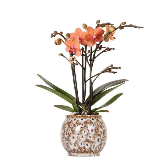 Oranje Phalaenopsis orchidee - Mineral Bolzano + Safari pot - potmaat Ø9cm