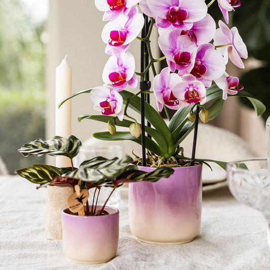 Roze orchidee Niagara Falls + Gradience sierpot roze - potmaat Ø9cm
